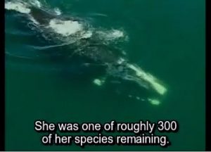 Wails for Whales